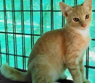 Enlarge TG-Dempsey, a Adopted Tabby in Frankston, TX image 3/6