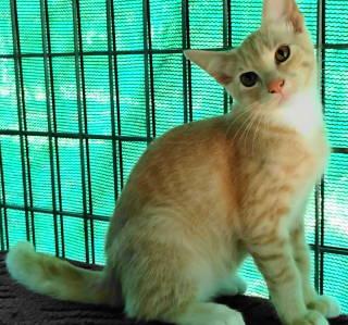 Enlarge TG-Dempsey, a Adopted Tabby in Frankston, TX image 2/6