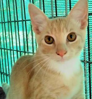 TG-Dempsey, Adopted, Kitten Male Tabby.