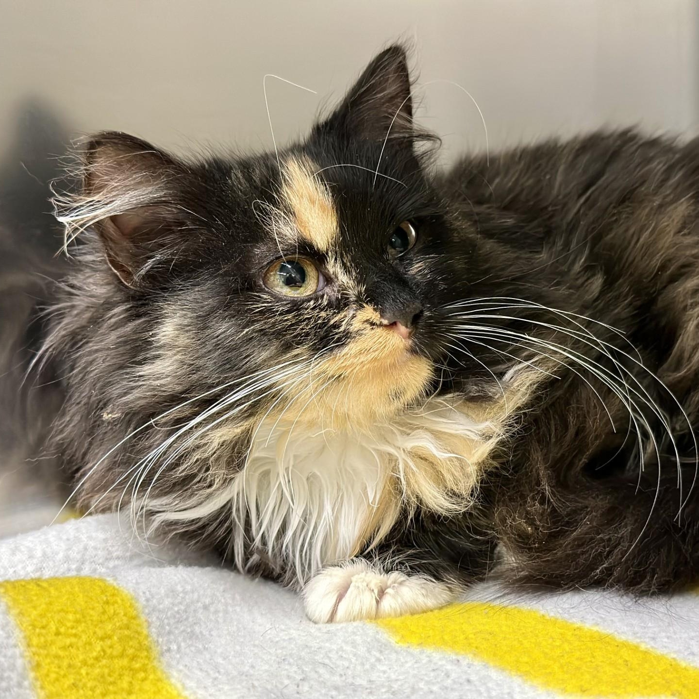 Sunshine , ADOPTABLE, Young Female Domestic Long Hair.