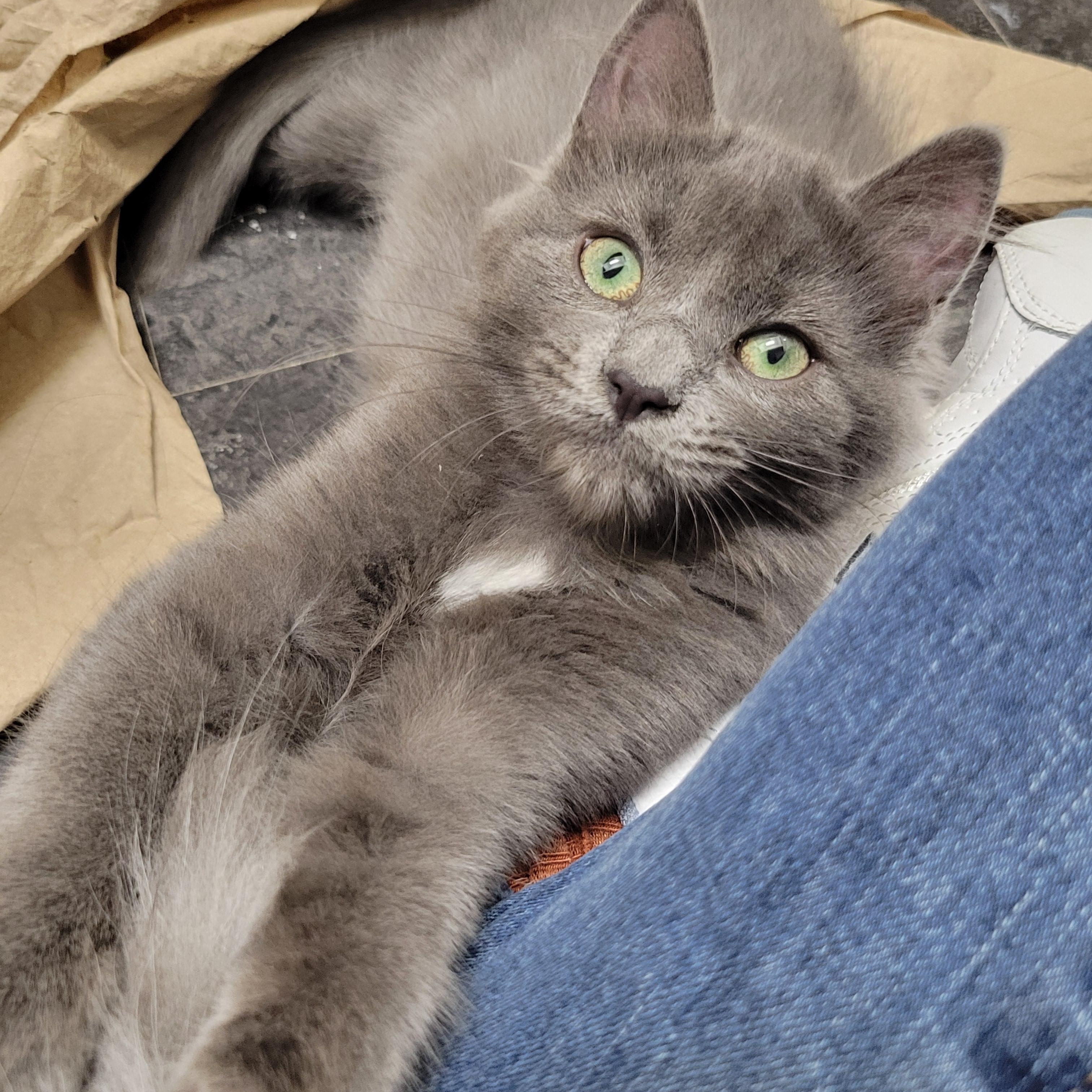 Valse, Adopted, Young Female Domestic Long Hair.