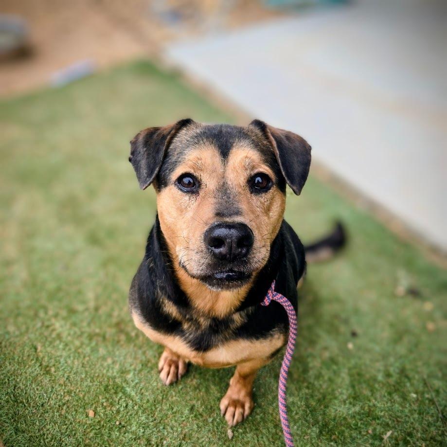 Enlarge Polarity +, a Adoptable mixed breed in Douglasville, GA image 1/4