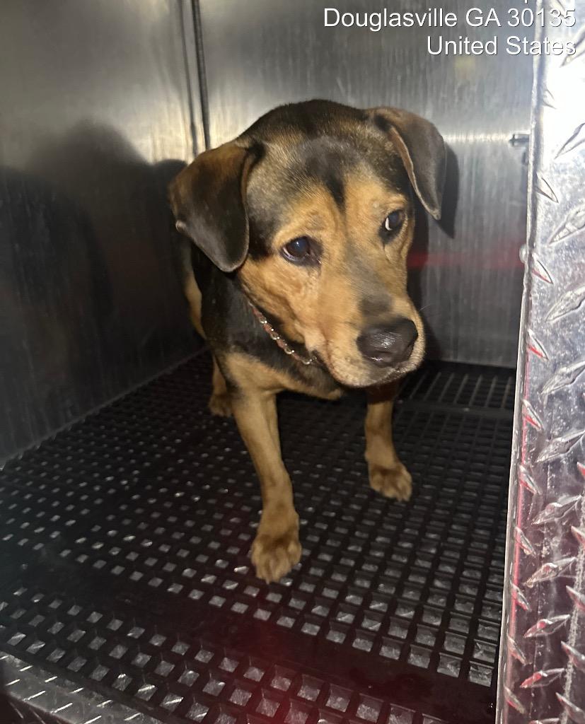 Enlarge Polarity +, a Adoptable mixed breed in Douglasville, GA image 2/4
