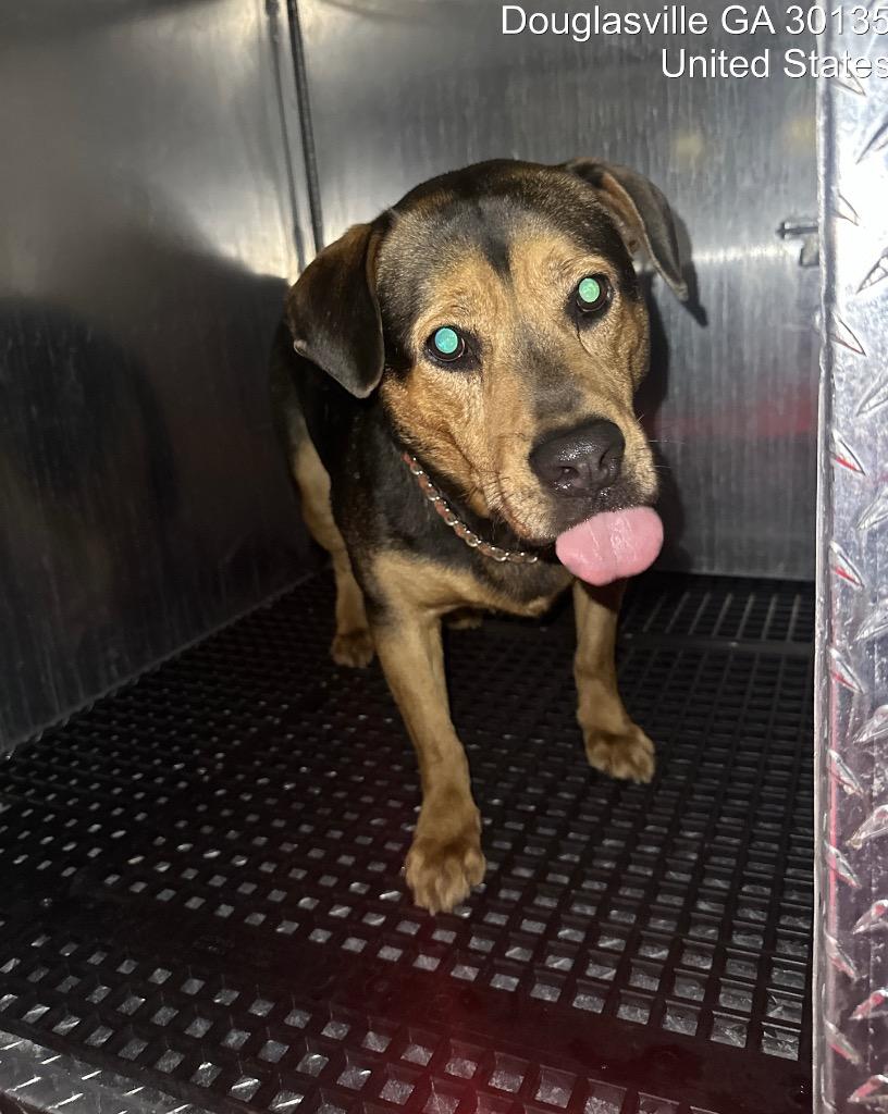 Enlarge Polarity +, a Adoptable mixed breed in Douglasville, GA image 3/4