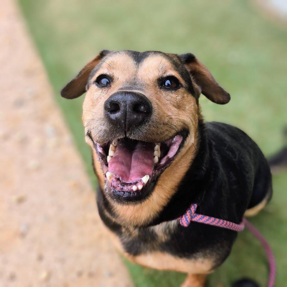 Enlarge Polarity +, a Adoptable mixed breed in Douglasville, GA image 4/4