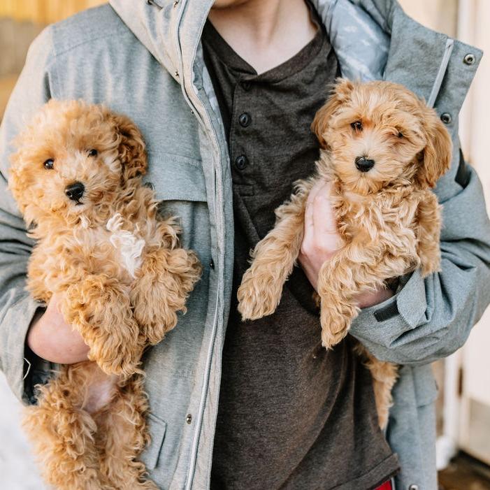 Enlarge Pringle, an adopted mixed breed in Chester Springs, PA image 4/4