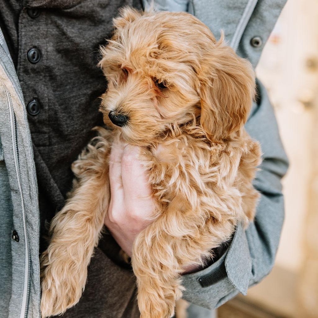 Enlarge Pringle, an adopted mixed breed in Chester Springs, PA image 1/4