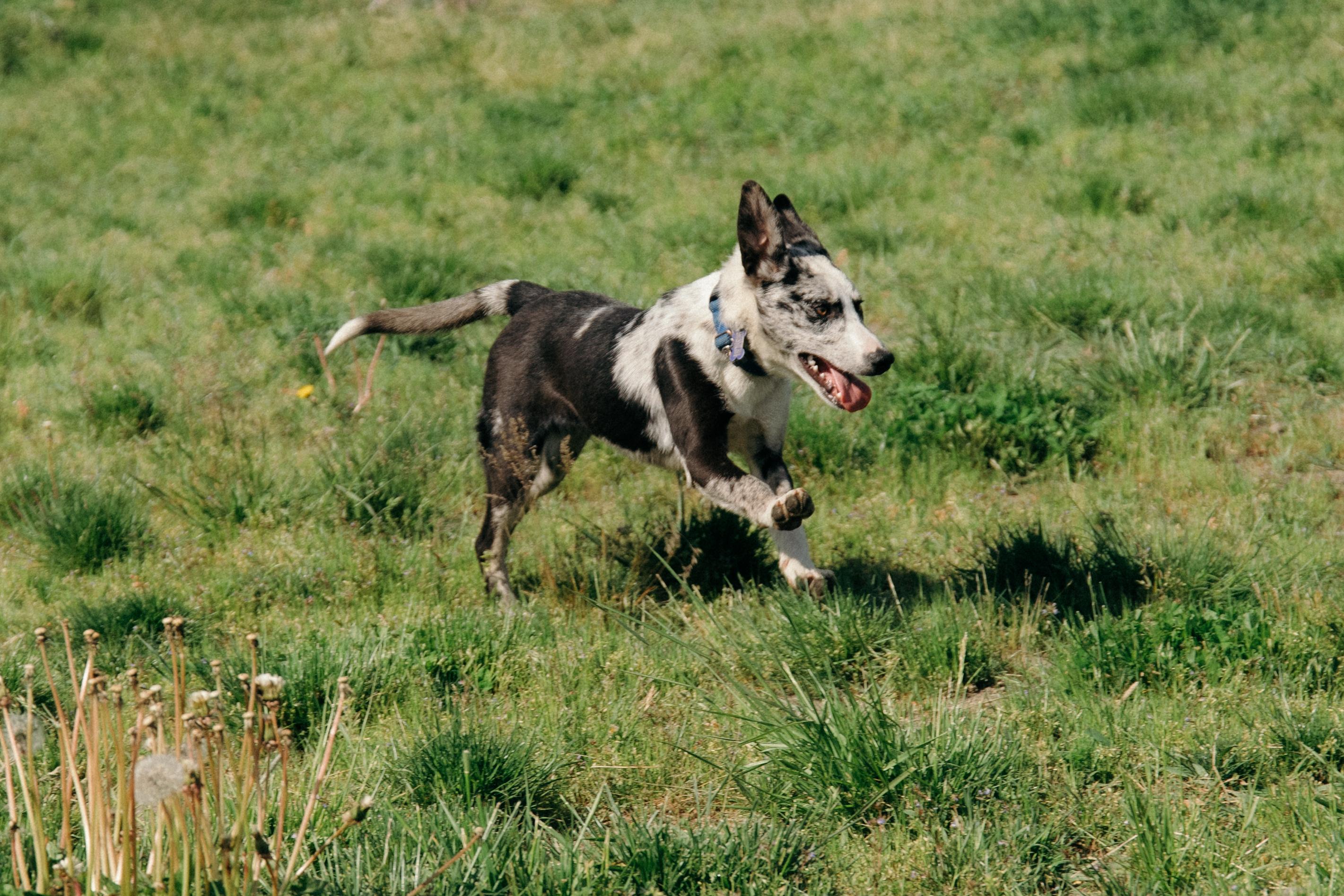 MOLLY, a ADOPTABLE mixed breed in Plummer, ID image 2/6
