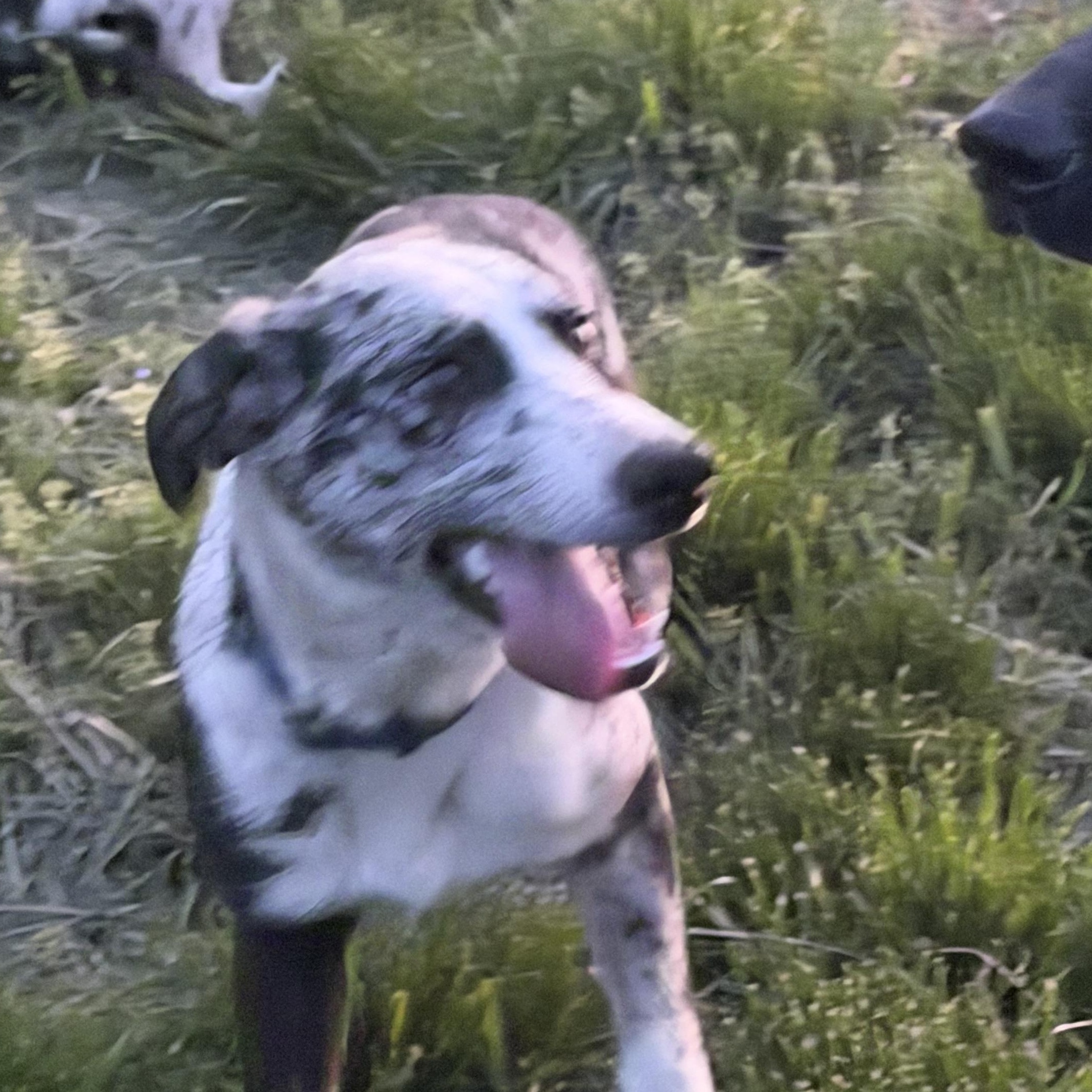 MOLLY, a ADOPTABLE mixed breed in Plummer, ID image 6/6
