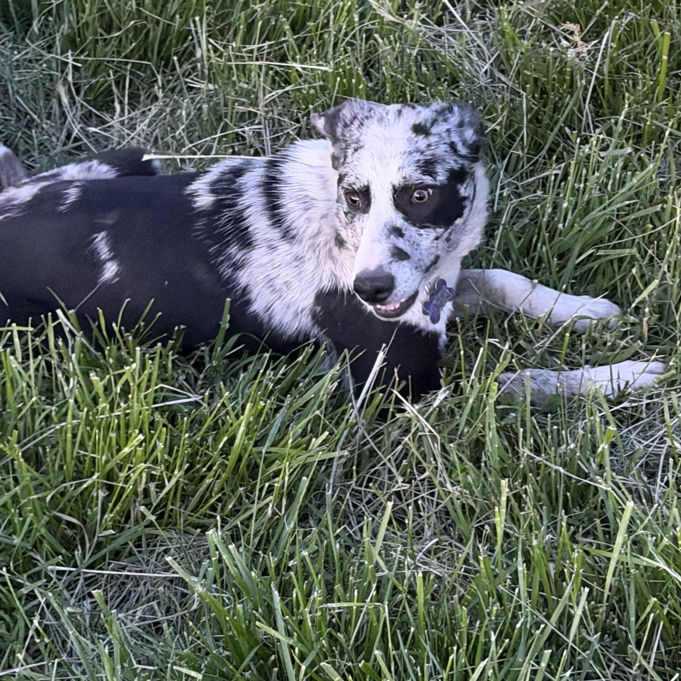 MOLLY, a ADOPTABLE mixed breed in Plummer, ID image 5/6