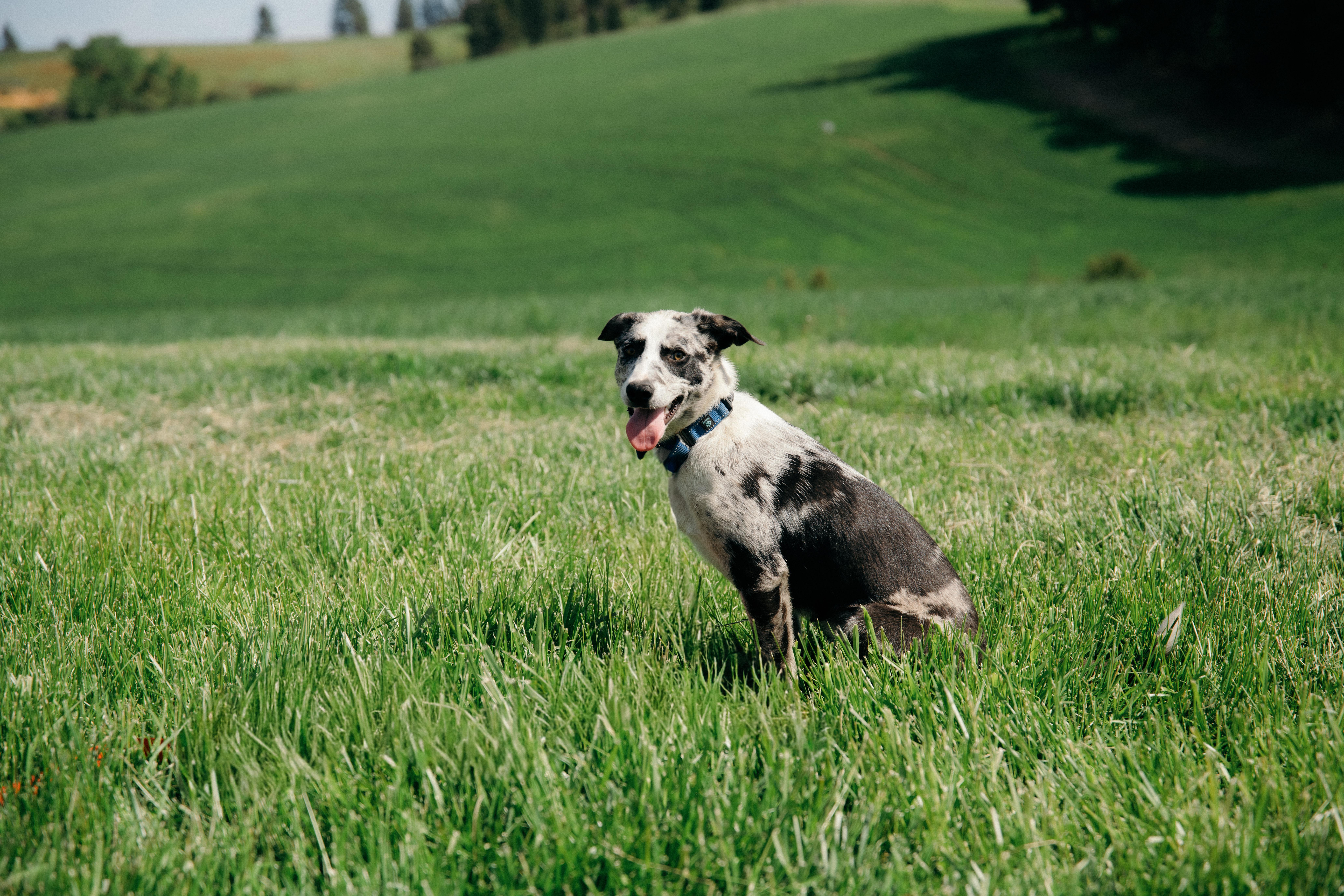 MOLLY, ADOPTABLE, Puppy Female Border Collie.