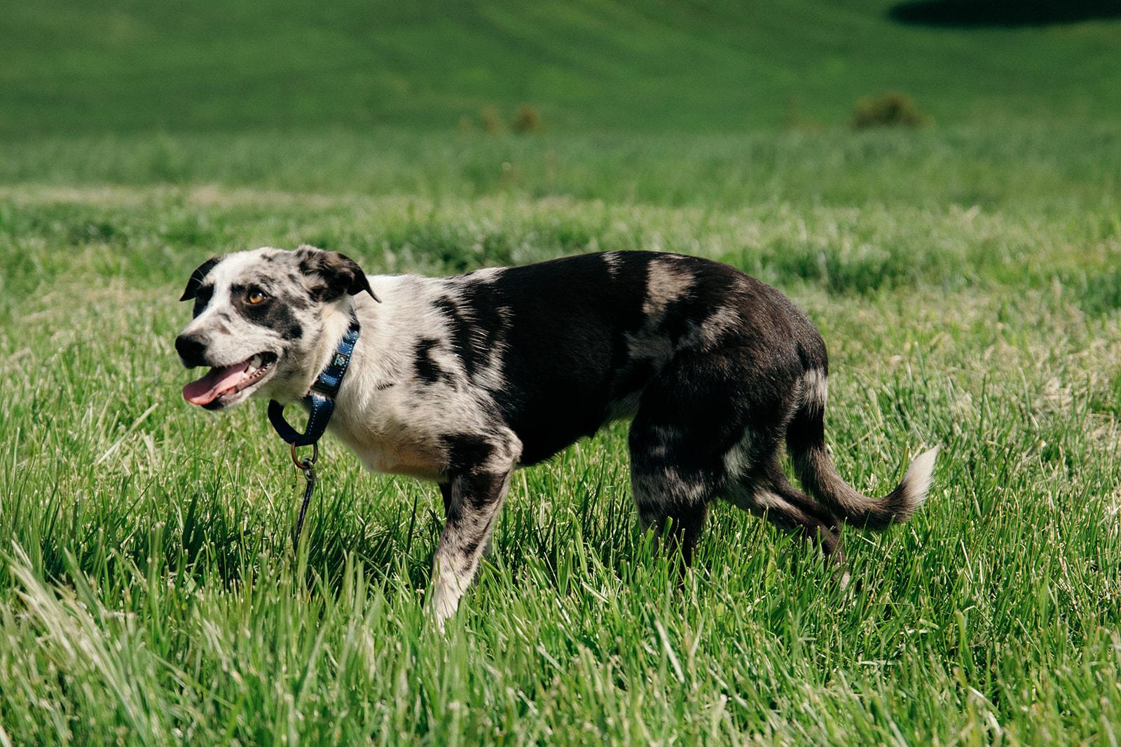 MOLLY, a ADOPTABLE mixed breed in Plummer, ID image 3/6