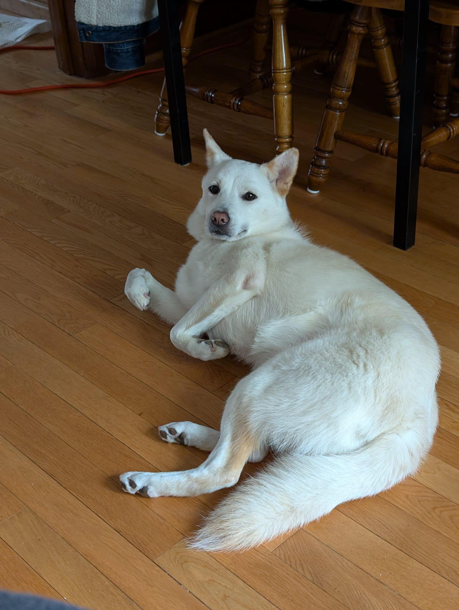 Enlarge Tuki, a ADOPTABLE Jindo in Toronto, ON image 5/5