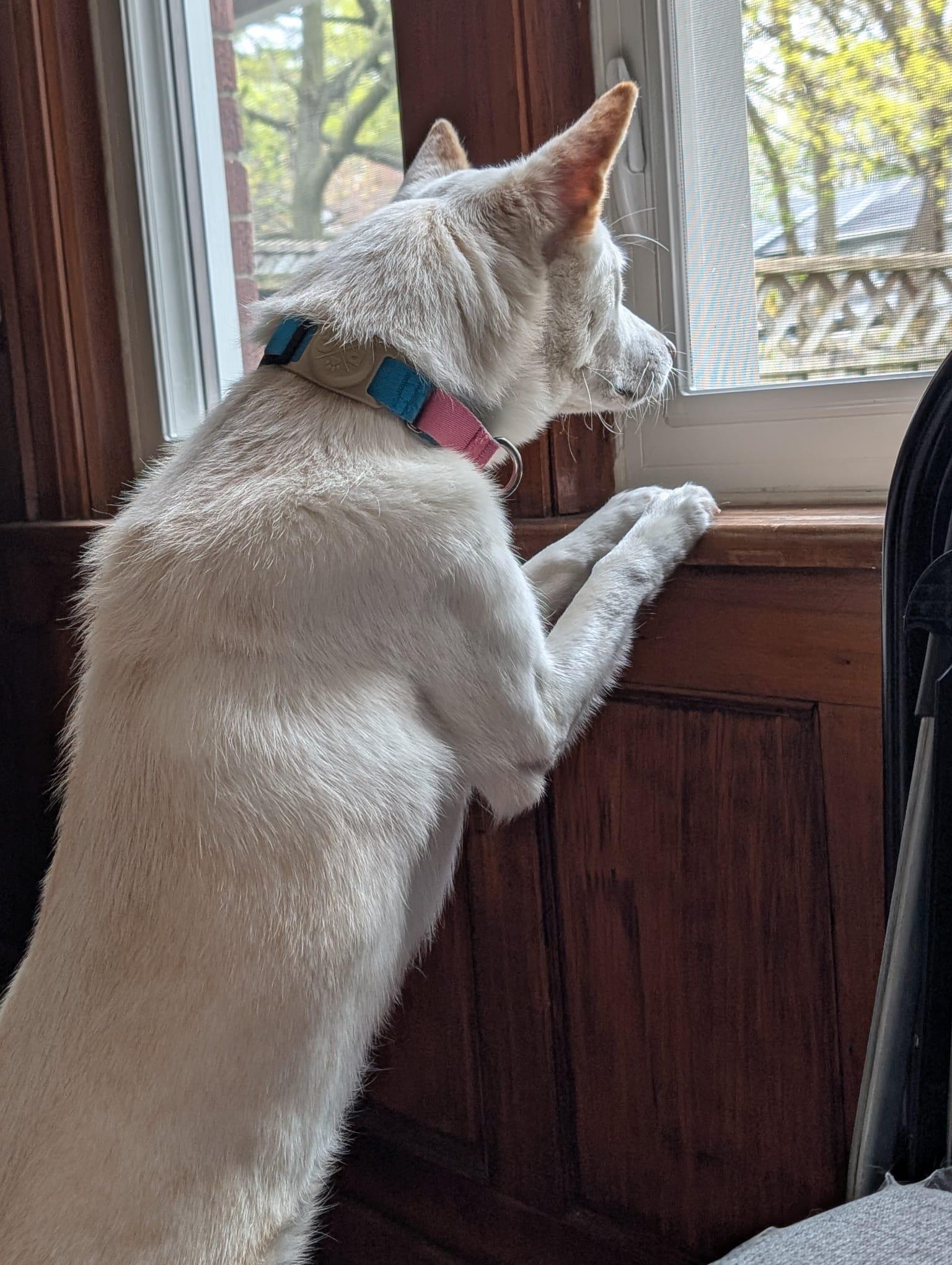 Enlarge Tuki, a ADOPTABLE Jindo in Toronto, ON image 3/5