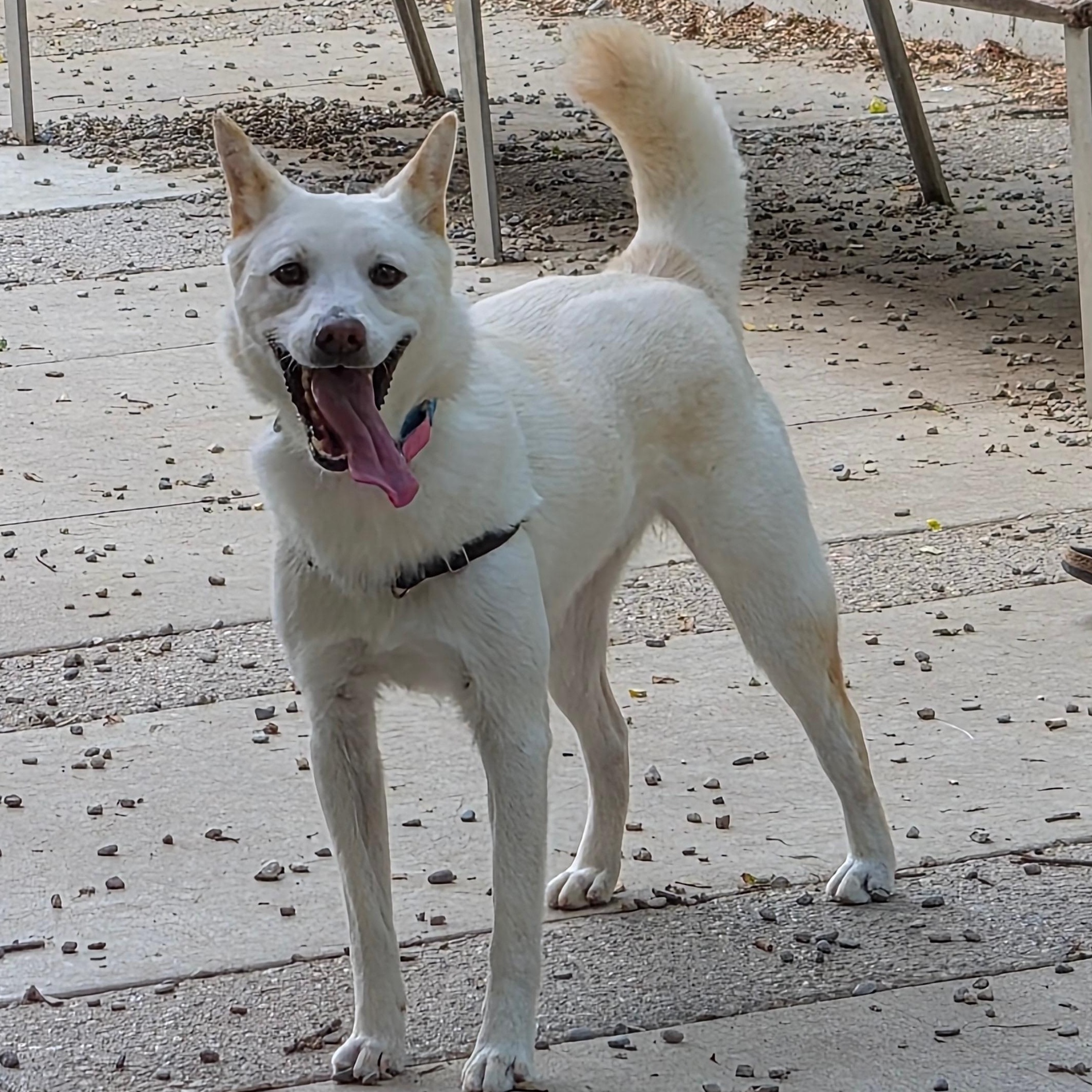 Enlarge Tuki, a ADOPTABLE Jindo in Toronto, ON image 3/3