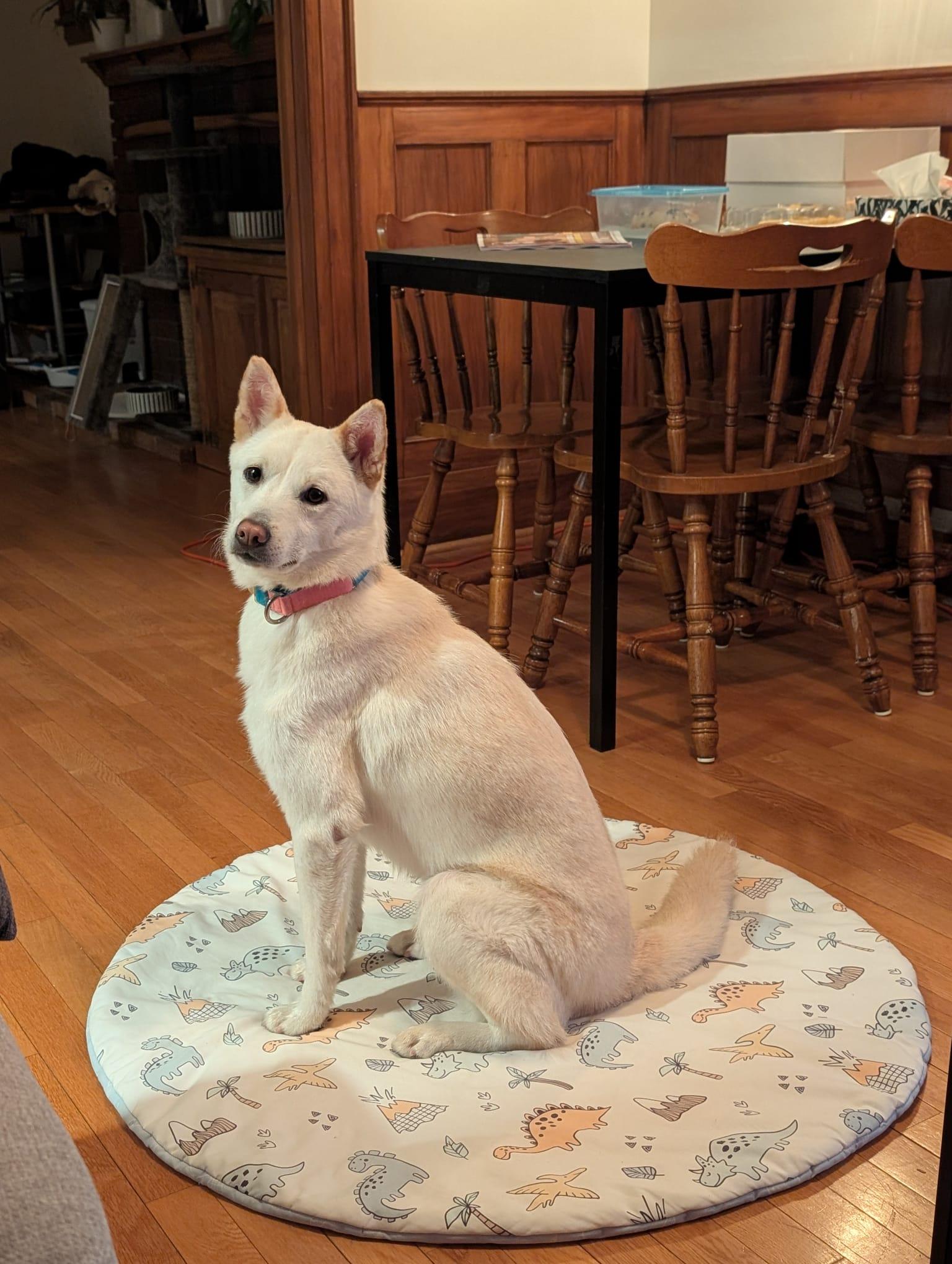 Enlarge Tuki, a ADOPTABLE Jindo in Toronto, ON image 4/5