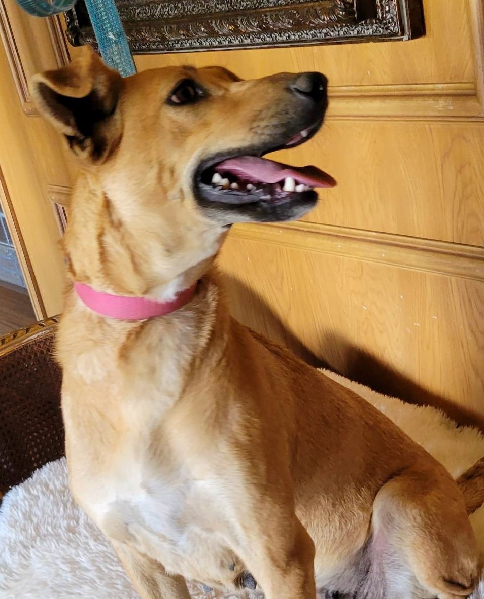 Pacaya, a Adoptable mixed breed in Wausau, WI image 6/6