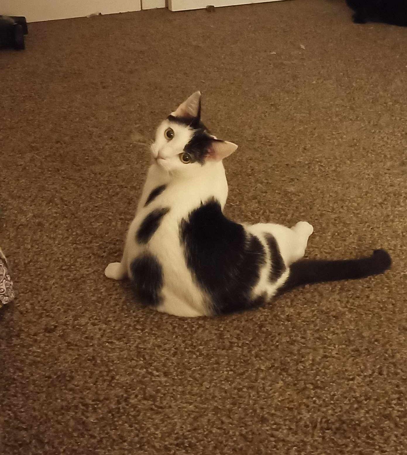 Calipurr, a Adoptable Domestic Short Hair in Camden, SC image 1/6