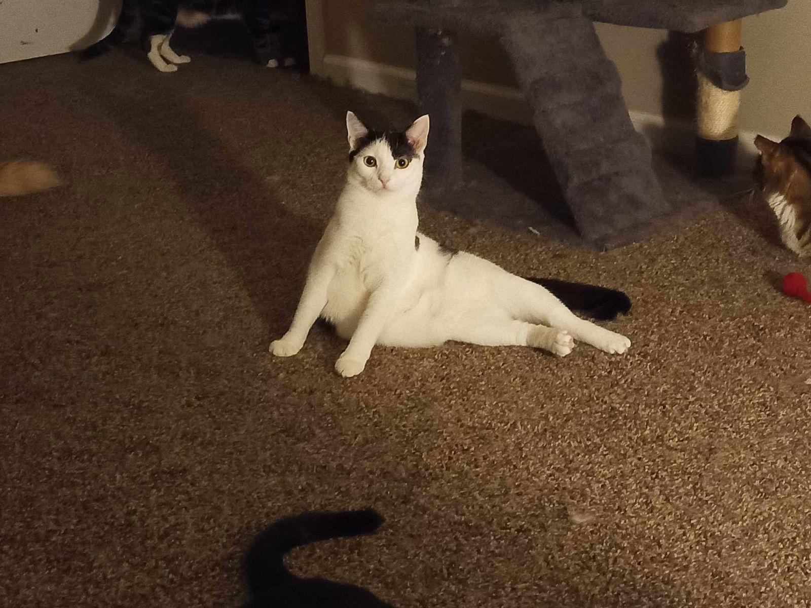 Calipurr, a Adoptable Domestic Short Hair in Camden, SC image 2/6