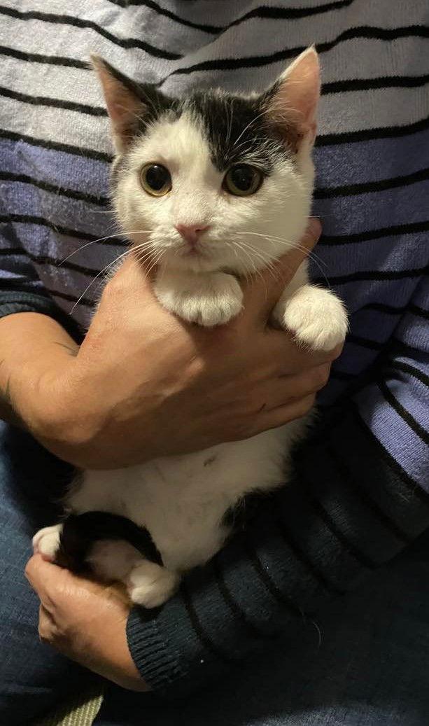 Calipurr, a Adoptable Domestic Short Hair in Camden, SC image 3/6