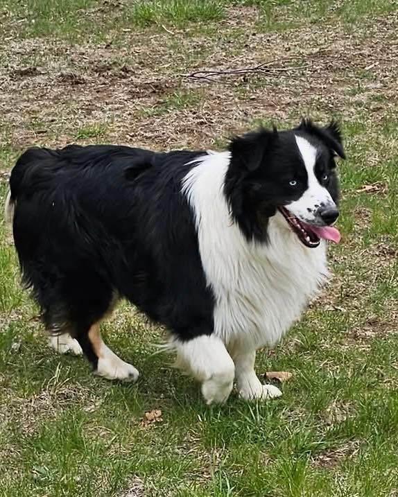 COURTESY POST - Frankie - Chariton, IA - COURTESY POST, Adoptable, Adult Male Australian Shepherd.