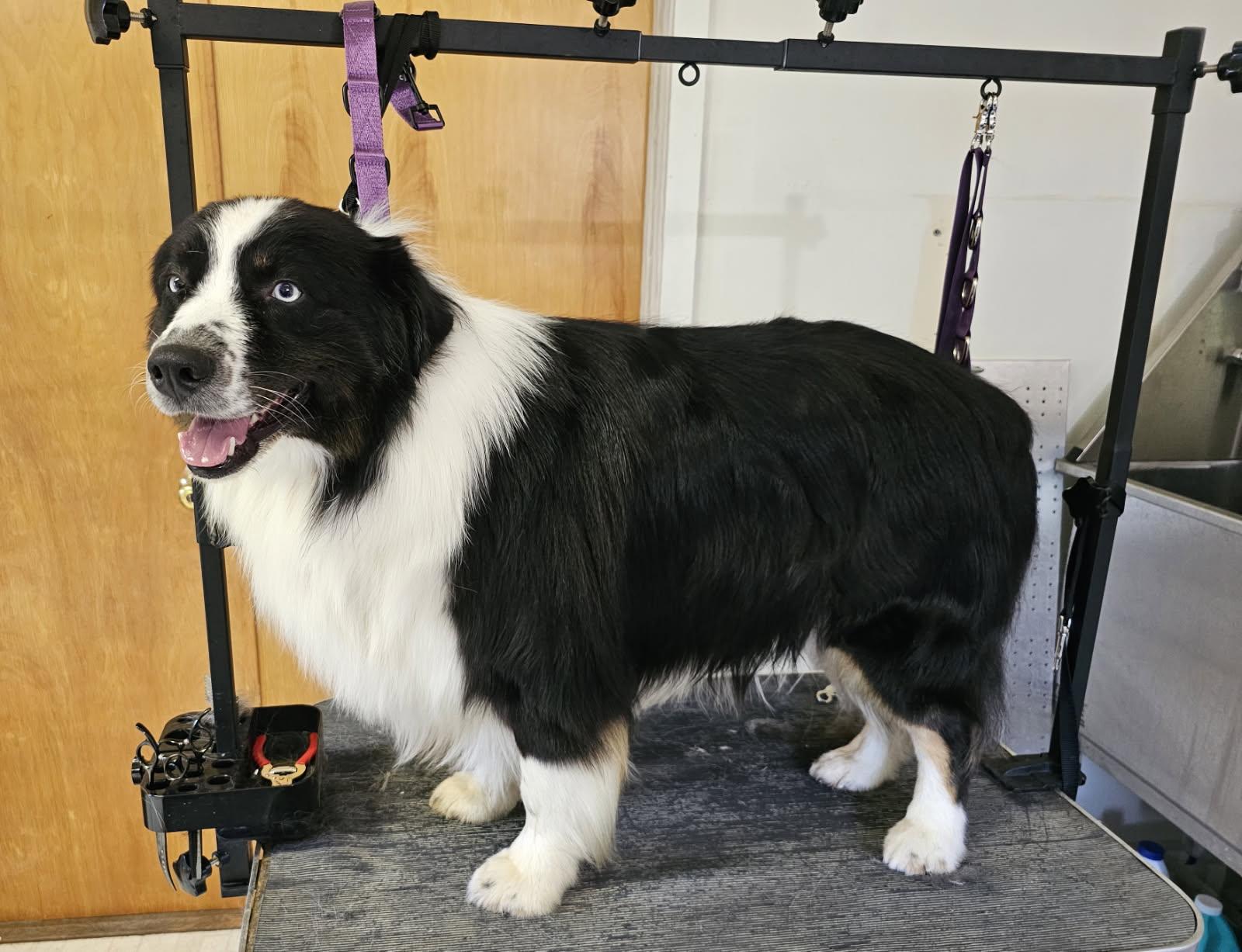 COURTESY POST - Frankie - Chariton, IA - COURTESY POST