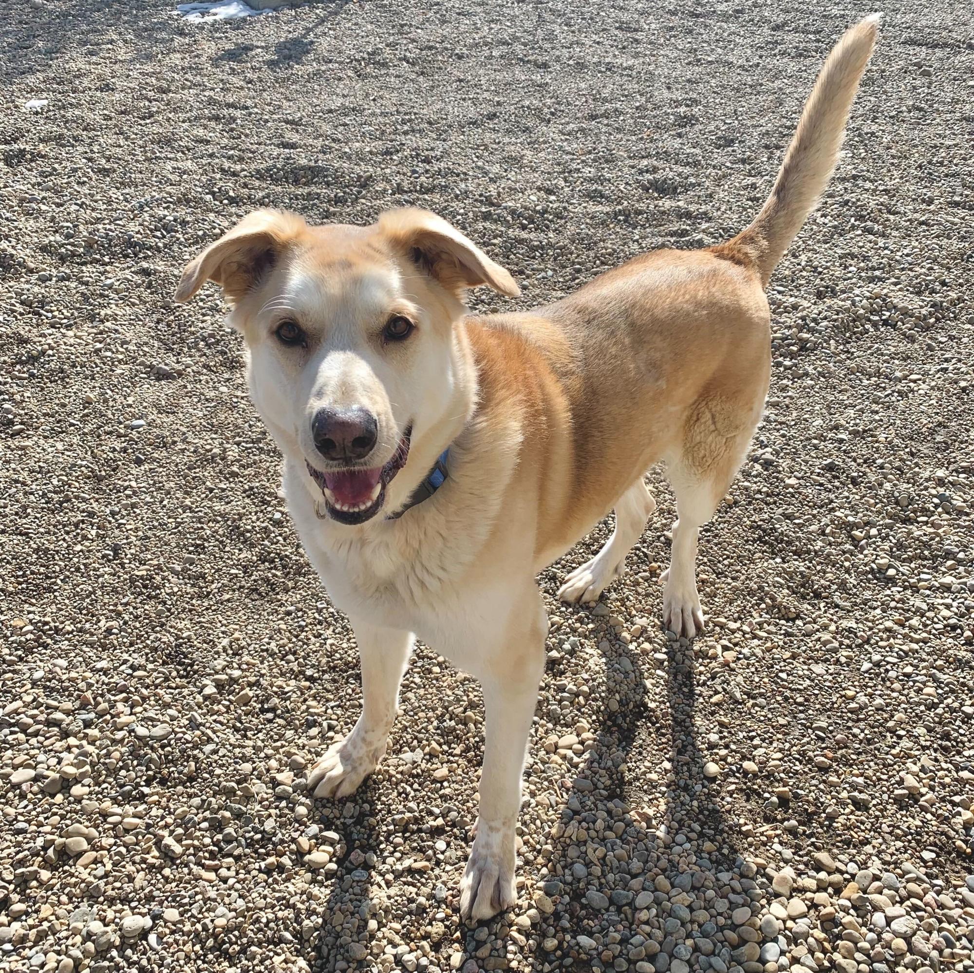 Enlarge Bart, a Adoptable mixed breed in Brooks, AB image 1/3