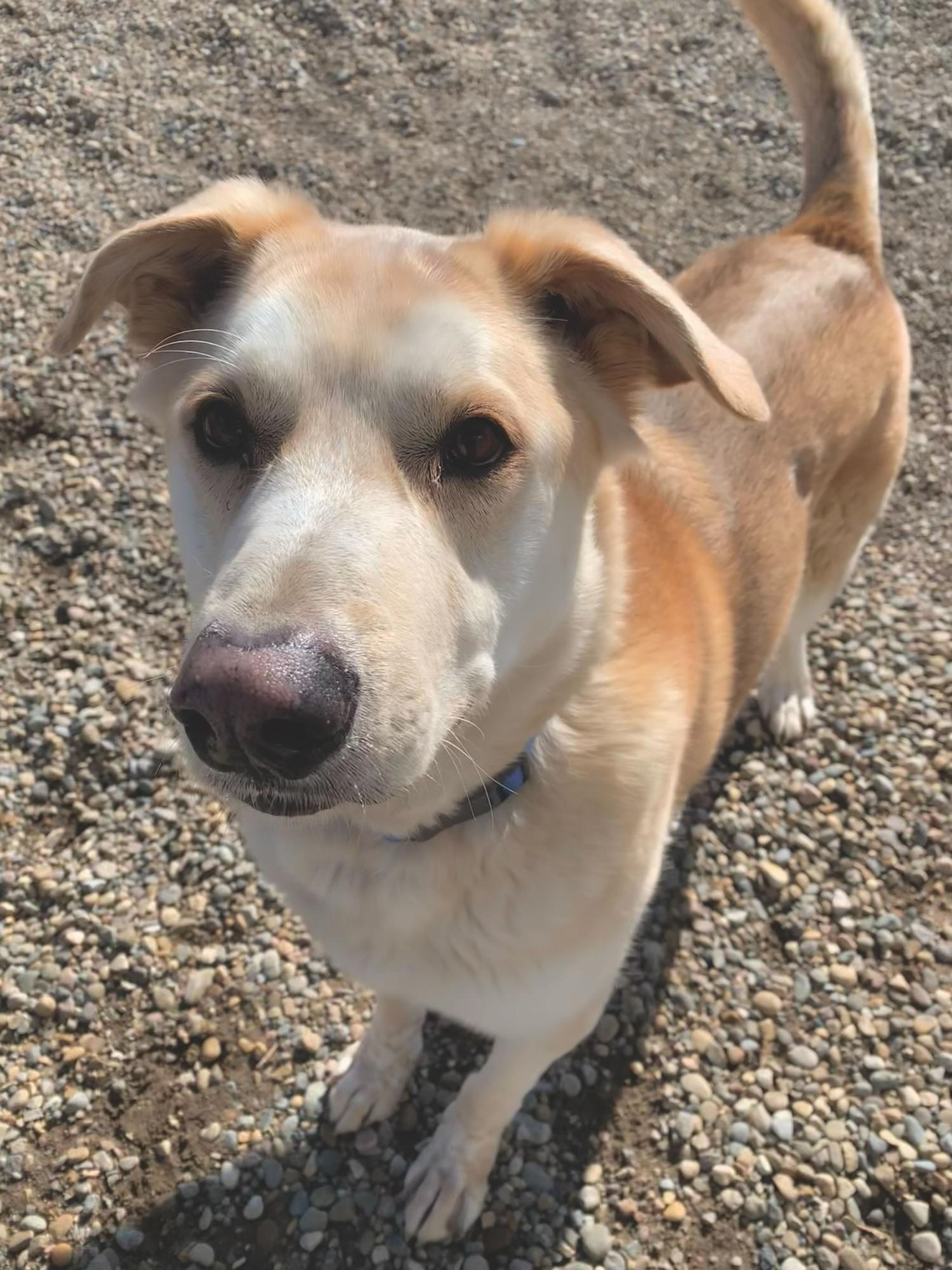 Enlarge Bart, a Adoptable mixed breed in Brooks, AB image 2/3