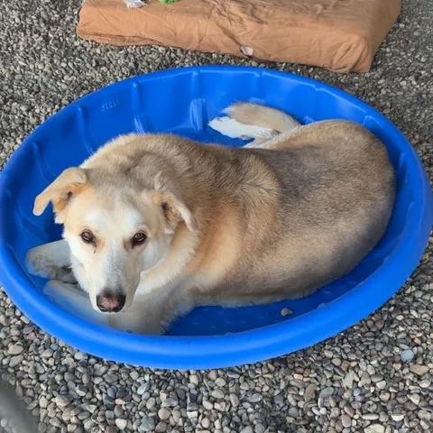 Bart, a Adoptable mixed breed in Brooks, AB image 2/4