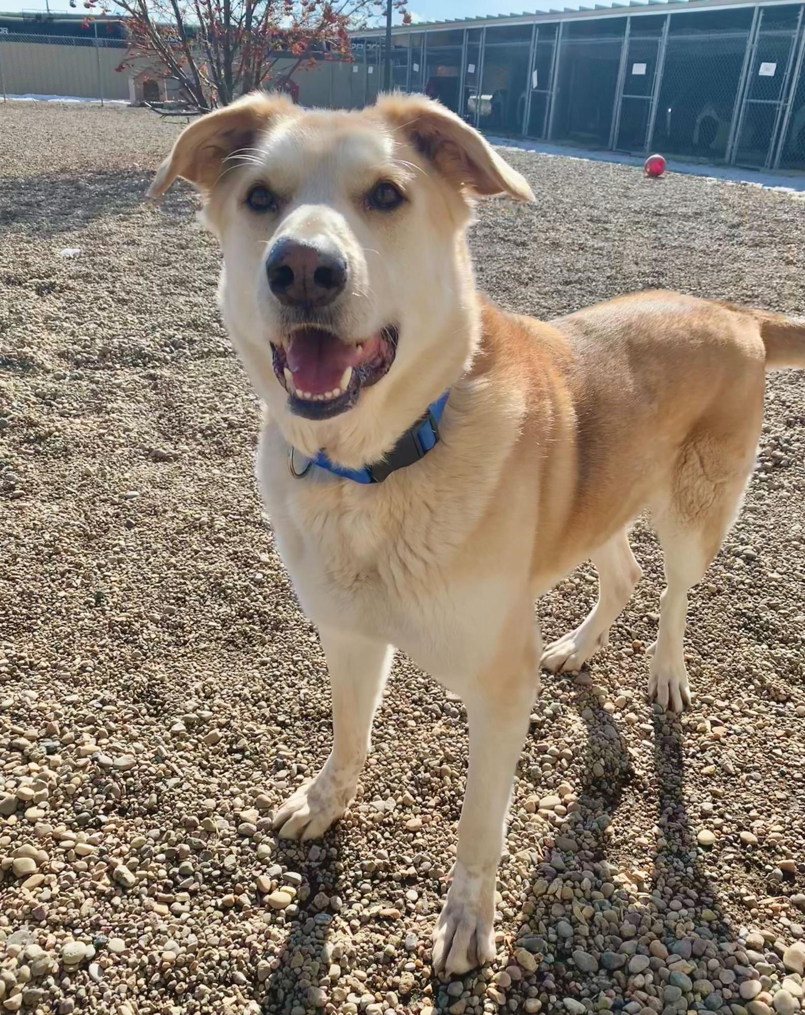 Enlarge Bart, a Adoptable mixed breed in Brooks, AB image 3/3