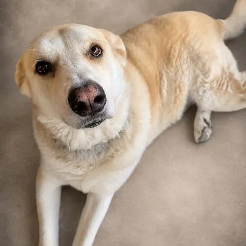 Bart, Adoptable, Senior Male Shepherd & Husky.