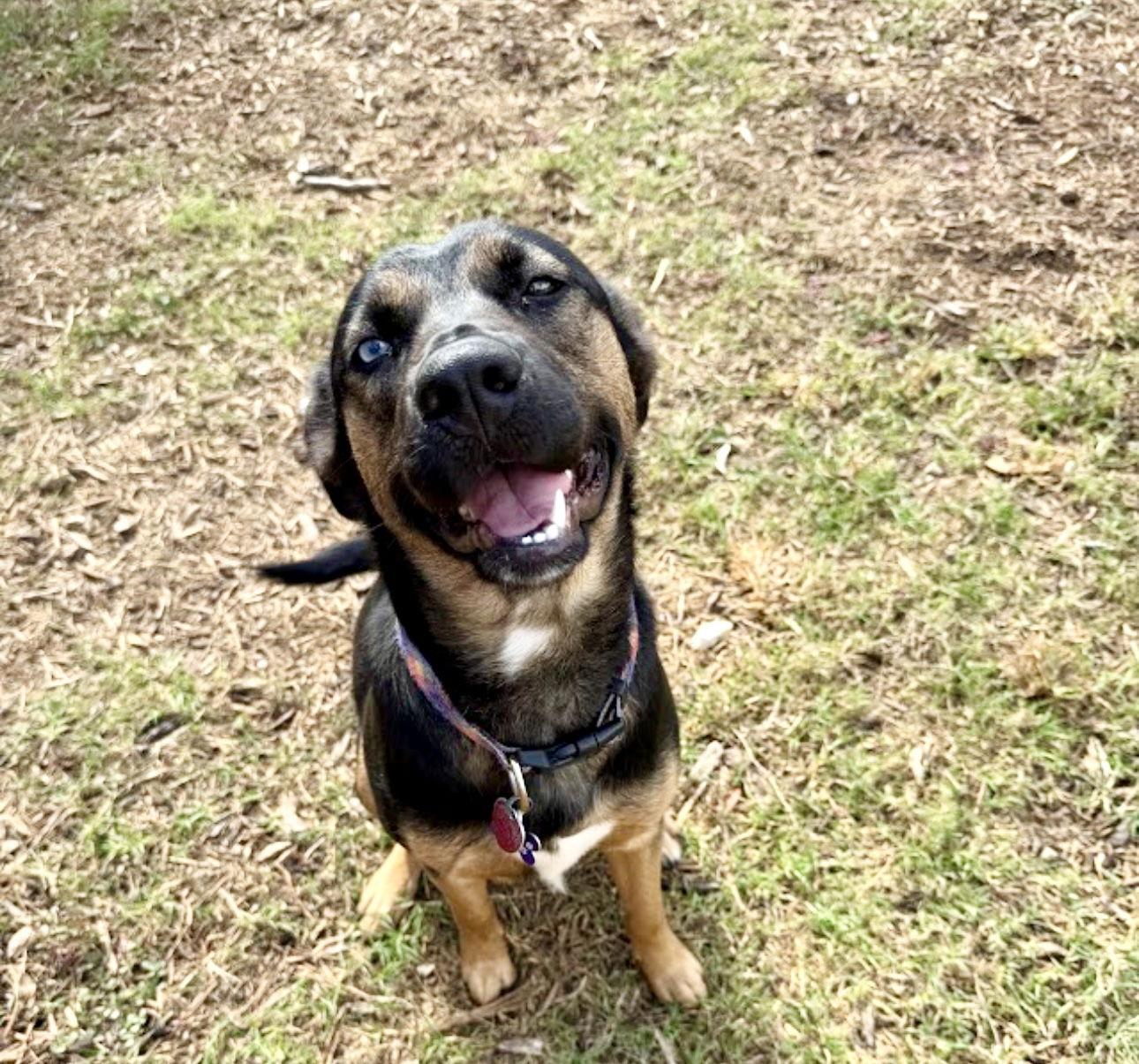 Enlarge Zima, a Adoptable mixed breed in Houston, TX image 1/3