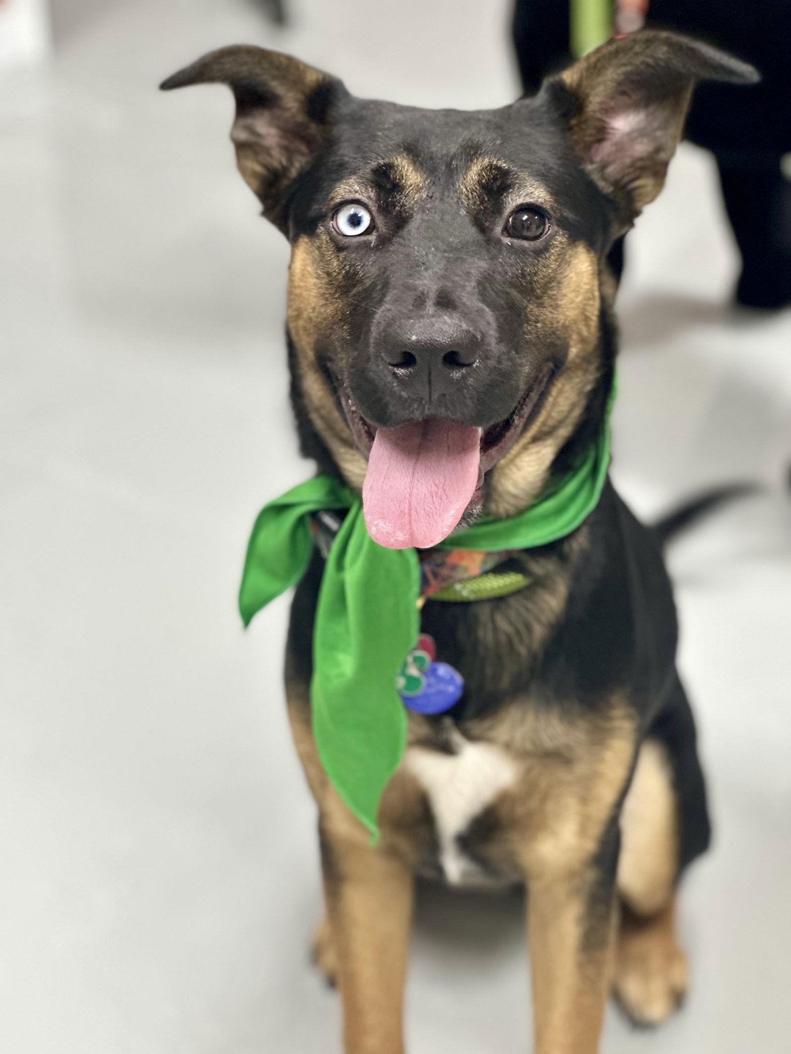 Enlarge Zima, a Adoptable mixed breed in Houston, TX image 2/3