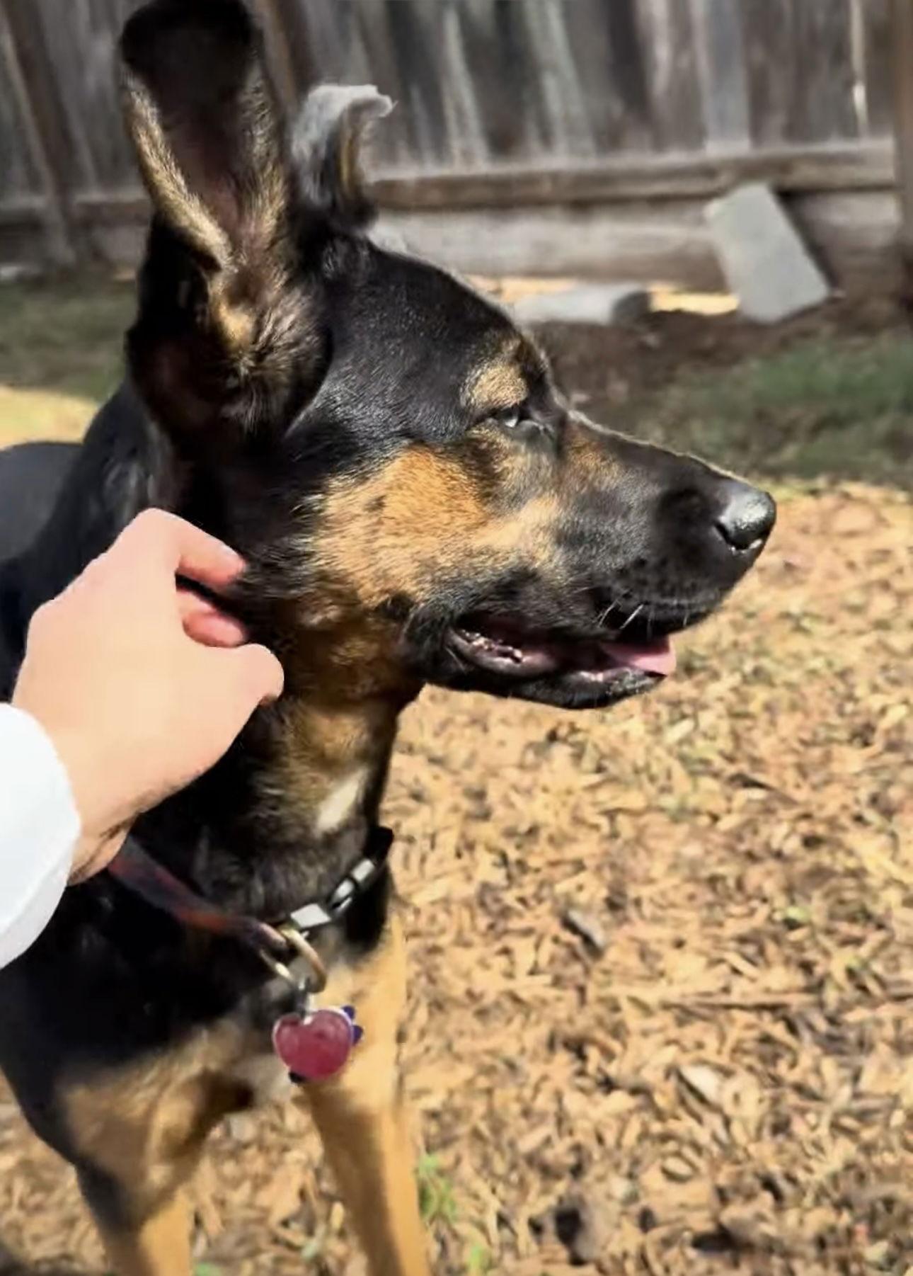 Enlarge Zima, a Adoptable mixed breed in Houston, TX image 3/3