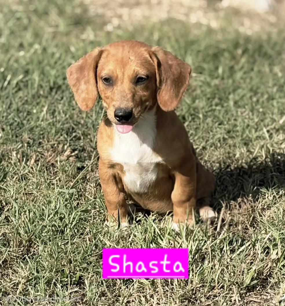 Shasta, Adoptable, Puppy Female Dachshund & Australian Cattle Dog / Blue Heeler.