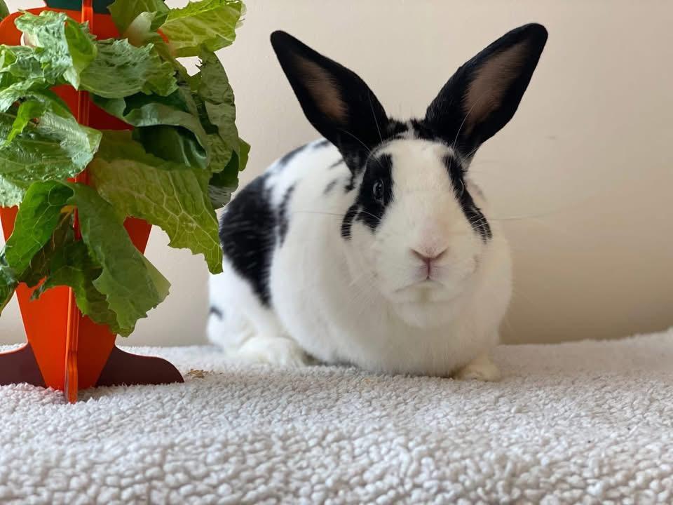 Enlarge Paul , a ADOPTABLE New Zealand in St. Charles, MO image 2/4