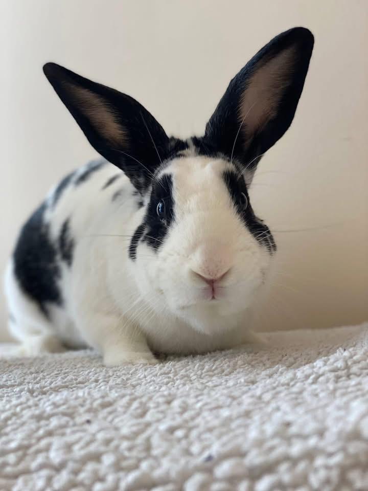 Enlarge Paul , a ADOPTABLE New Zealand in St. Charles, MO image 4/4