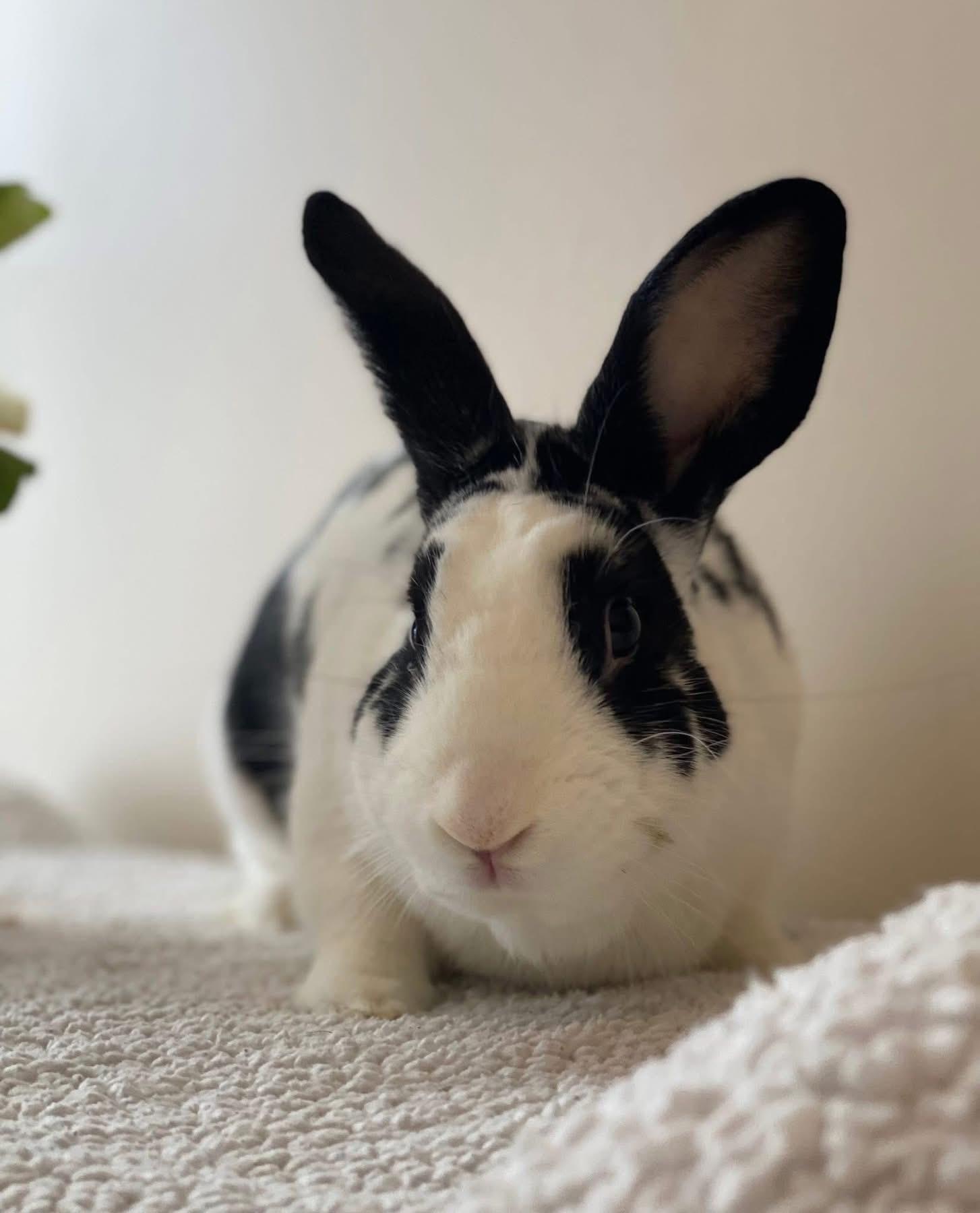 Enlarge Paul , a ADOPTABLE New Zealand in St. Charles, MO image 3/4