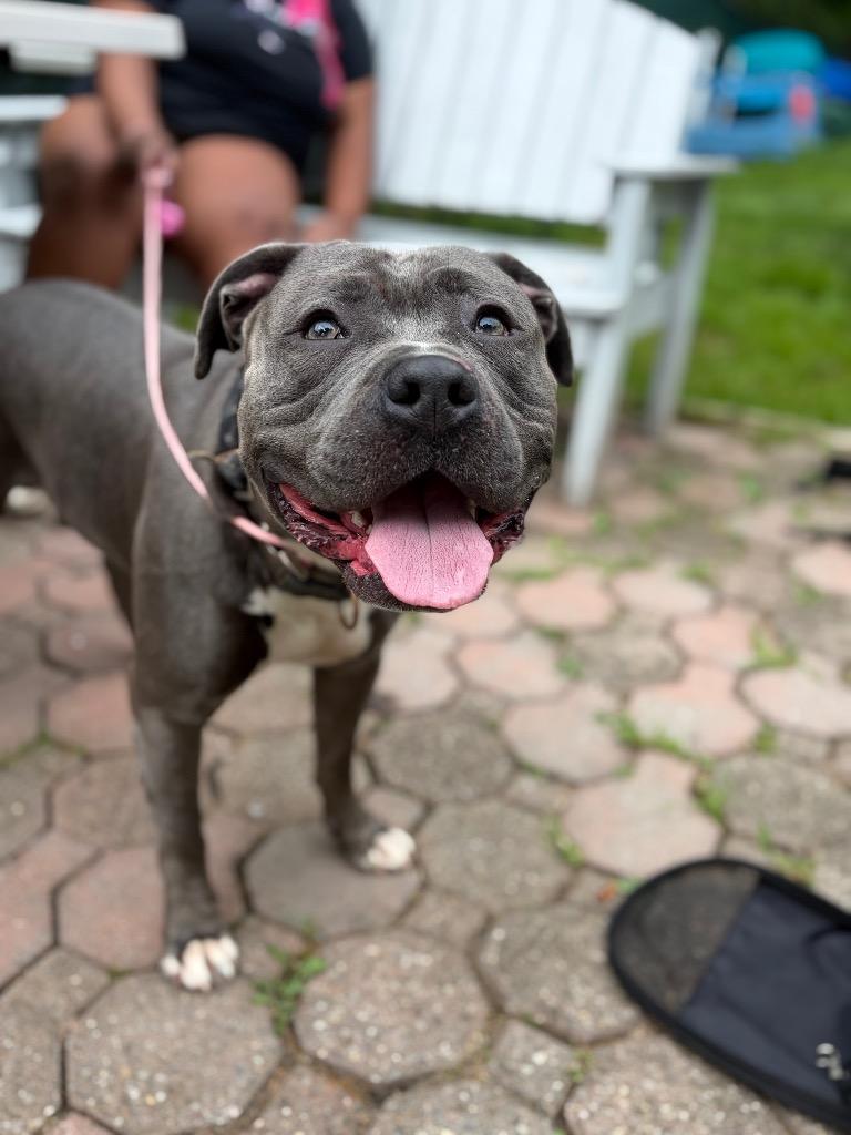 Tank, Adoptable, Young Male Terrier & Mixed Breed.
