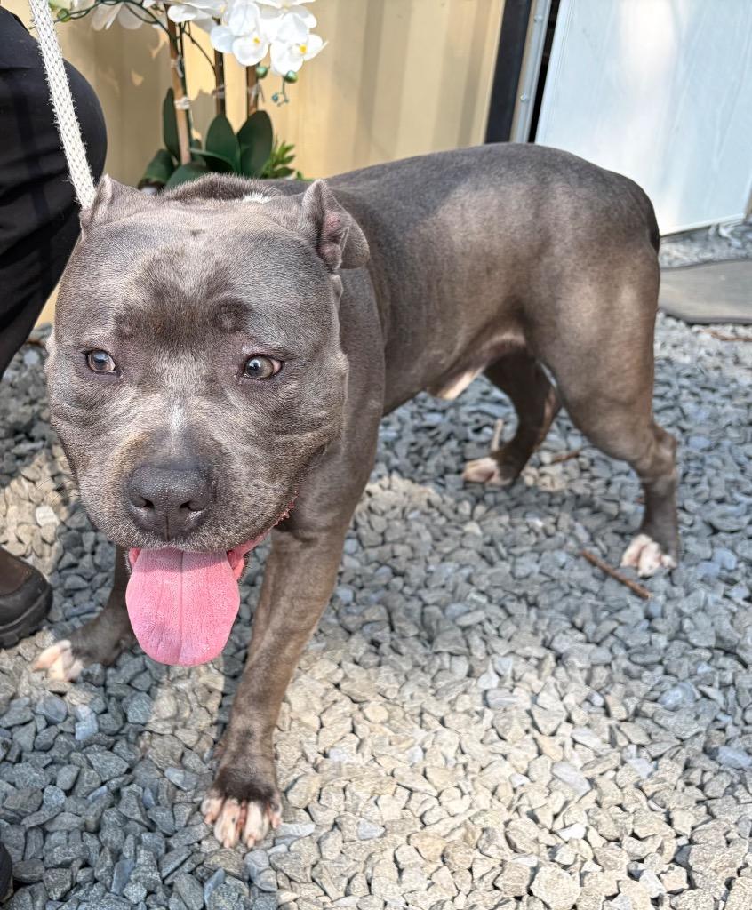 Enlarge Tank, a Adoptable mixed breed in Pomona, NY image 2/2