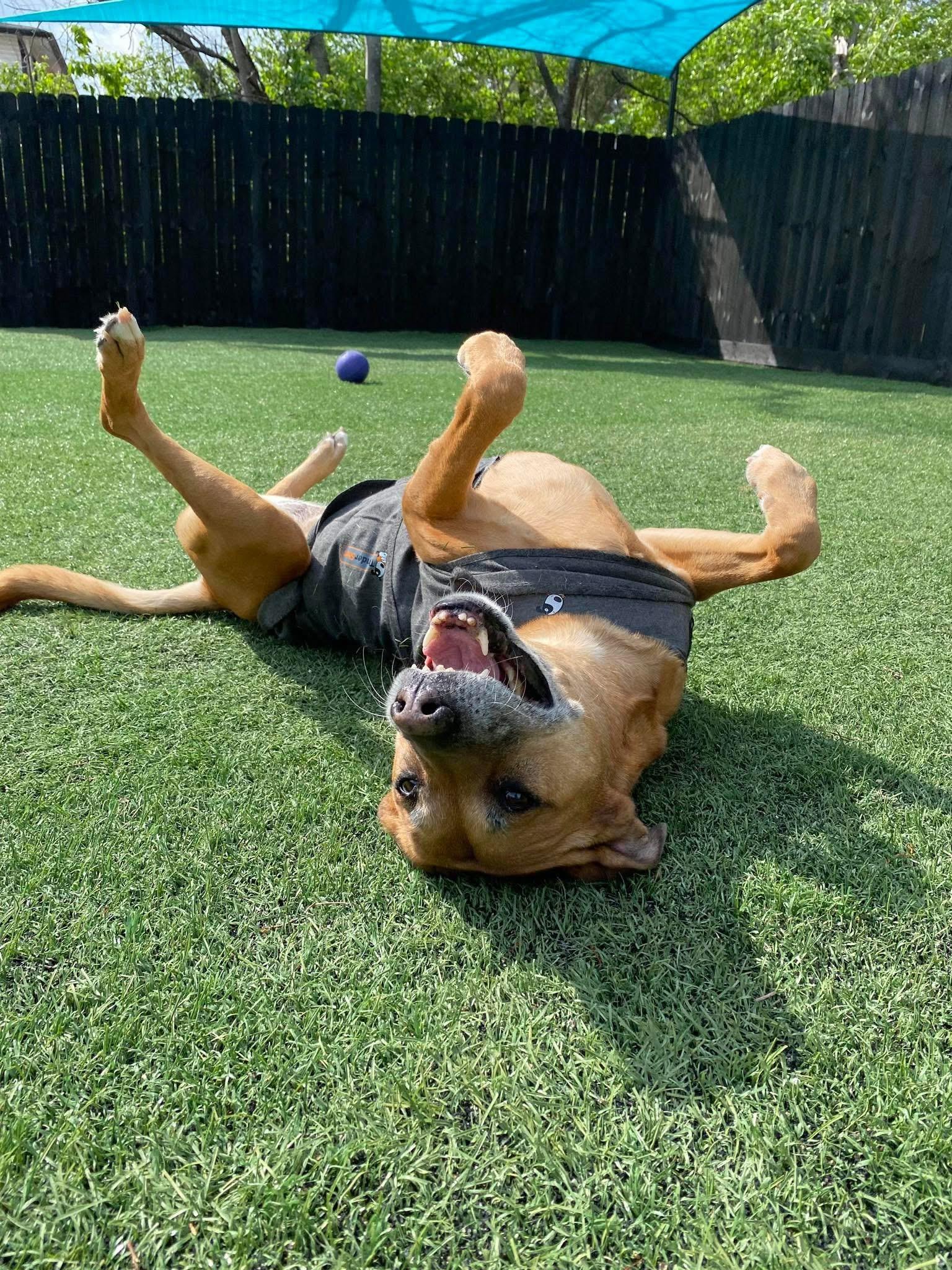 Georgia FULLY SPONSORED W/ APPROVED APP, a Adoptable mixed breed in Mount Juliet, TN image 1/8