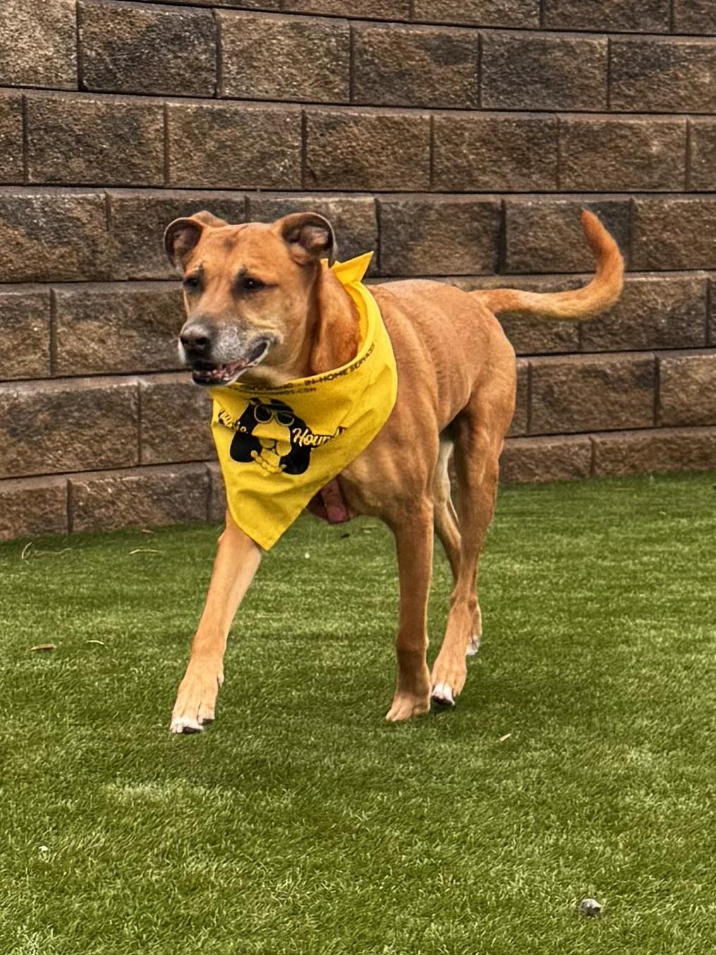 Enlarge Georgia  FULLY SPONSORED W/ APPROVED APP, a Adoptable mixed breed in Mount Juliet, TN image 7/8