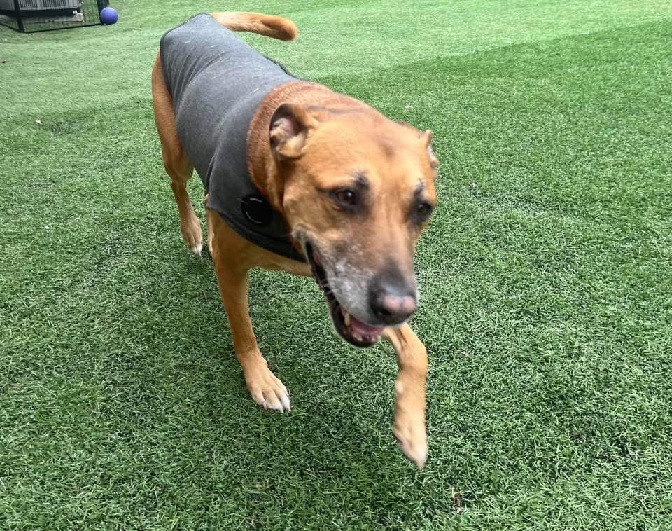 Georgia FULLY SPONSORED W/ APPROVED APP, a Adoptable mixed breed in Mount Juliet, TN image 2/8