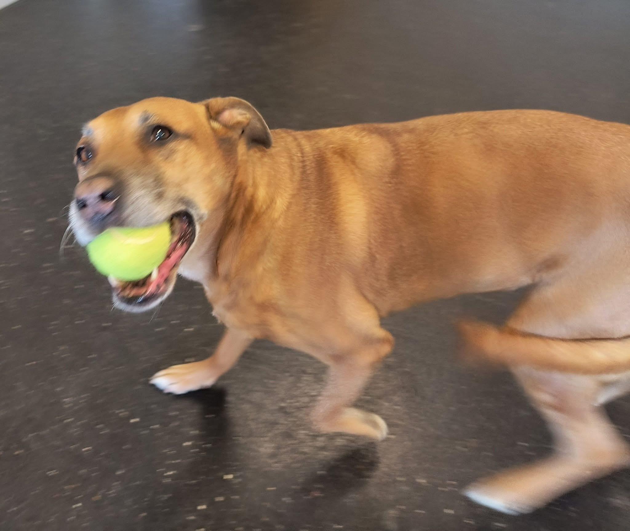 Georgia FULLY SPONSORED W/ APPROVED APP, a Adoptable mixed breed in Mount Juliet, TN image 3/8