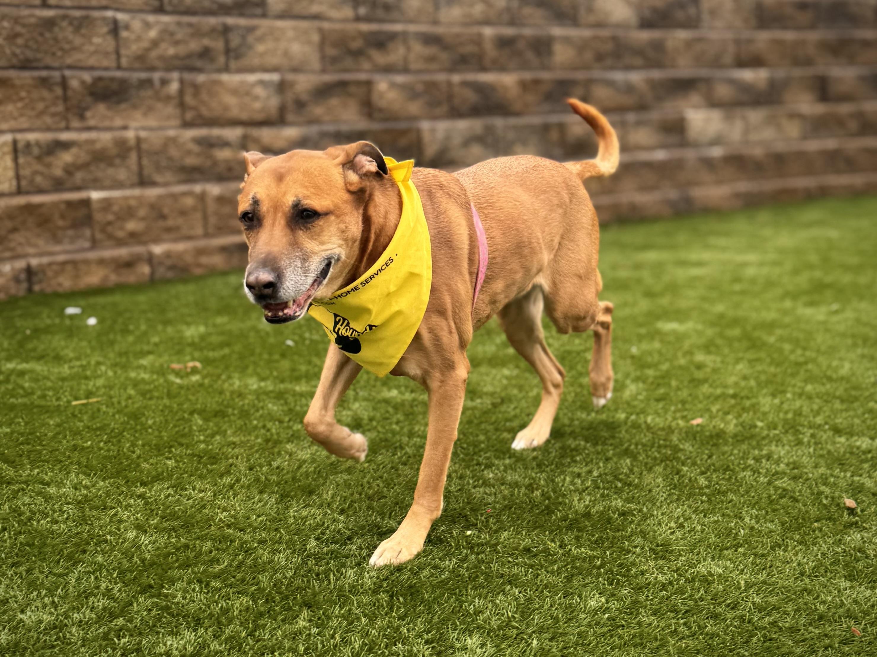 Enlarge Georgia  FULLY SPONSORED W/ APPROVED APP, a Adoptable mixed breed in Mount Juliet, TN image 8/8