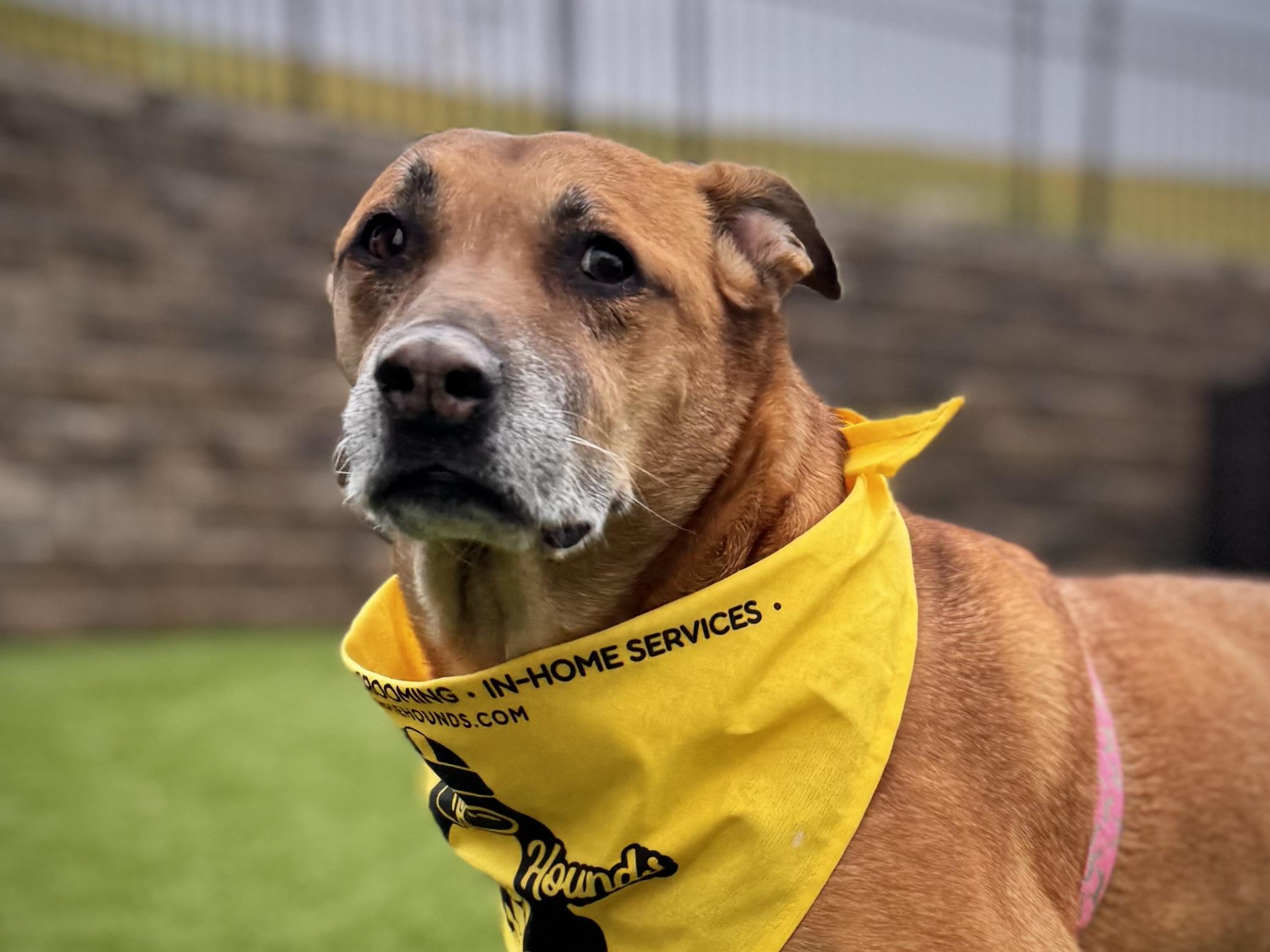 Georgia FULLY SPONSORED W/ APPROVED APP, a Adoptable mixed breed in Mount Juliet, TN image 5/8