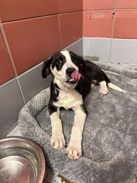 Enlarge Daisy, an adopted mixed breed in Littleton, CO image 4/5