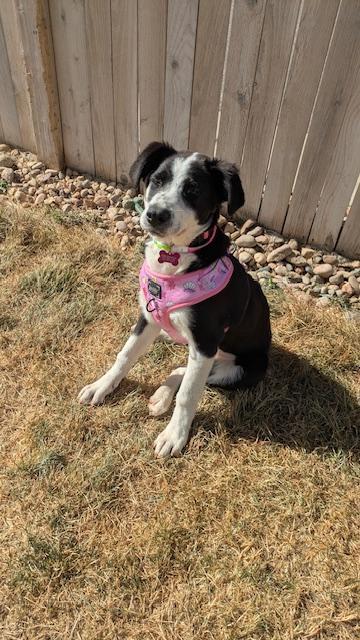 Daisy, ADOPTABLE, Young Female Border Collie.