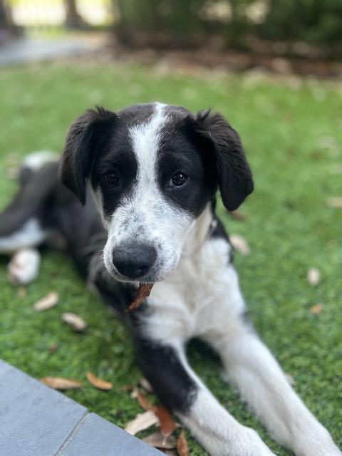 Daisy, ADOPTABLE, Young Female Border Collie.