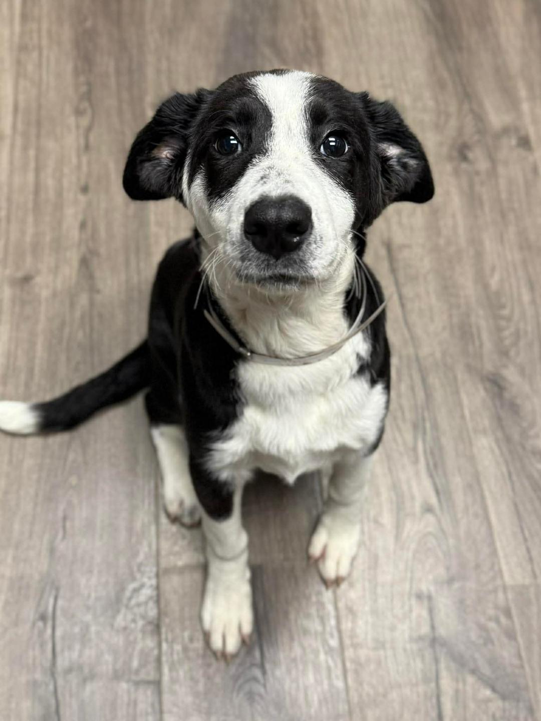 Enlarge Daisy, an adopted mixed breed in Littleton, CO image 3/5